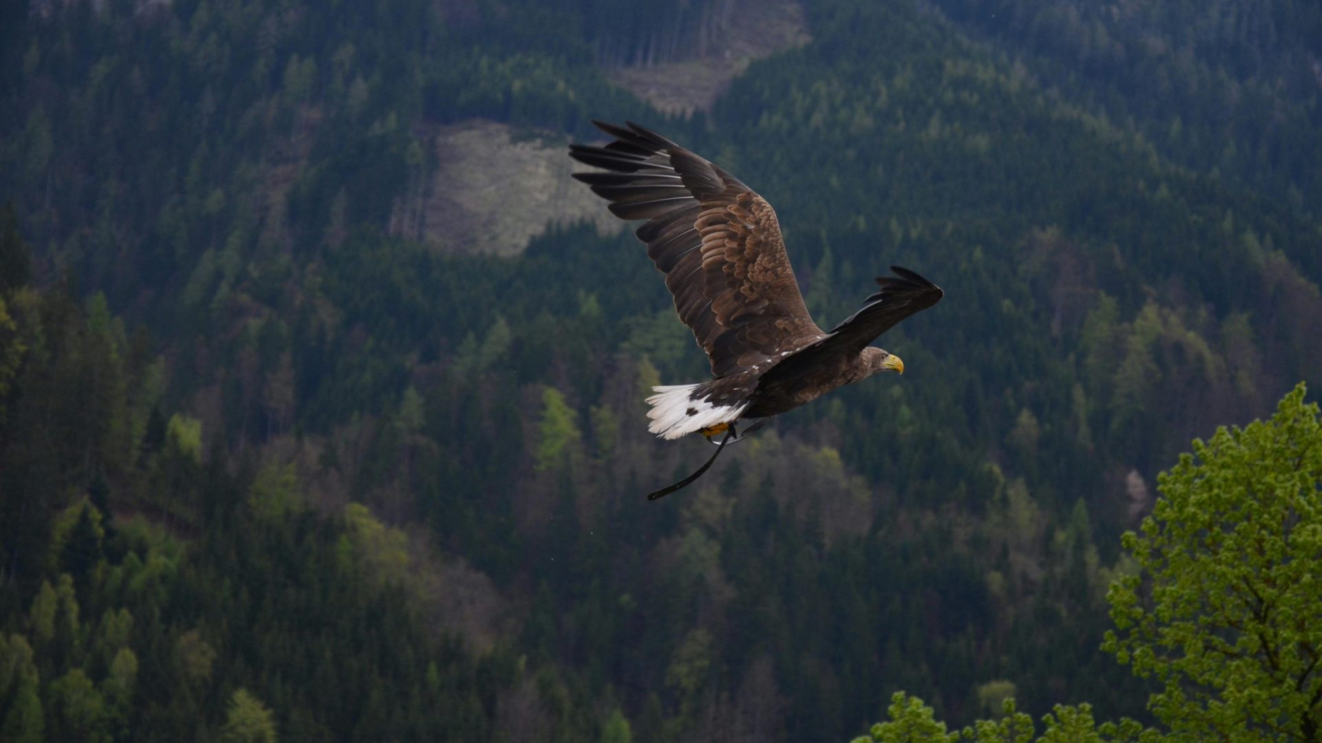 A captivating shot of a bald eagle flying over a dense forest with lush greenery.
